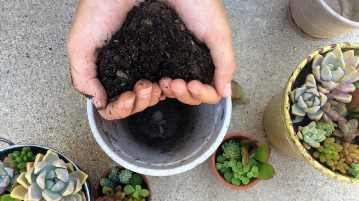 No la tires: cómo generar un abono casero para tus suculentas con la basura de tu cocina