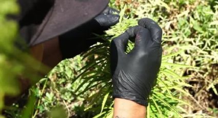 El Gobierno reglamentó la ley de cannabis: en qué rubros se podrán producir y qué licencias tendrán