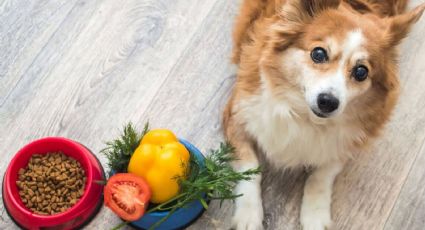 Económico y fácil: 5 alimentos que están en tu heladera y que mejoran la vida de tu perro
