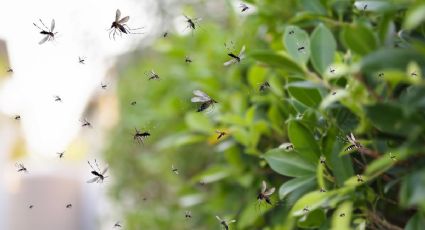 Fuera los mosquitos: la planta que crece en jardín o maceta y que los mantiene lejos de tu hogar