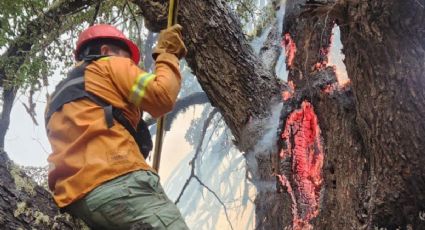 Se registraron cinco focos de incendio en la zona norte del Parque Nacional Lanín