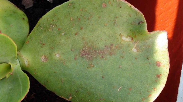 Suculentas: las principales razones por las que aparecen manchas marrones en las hojas