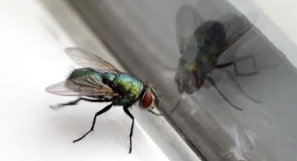 Traen un mensaje: qué significa que estos indeseados insectos entren a tu casa