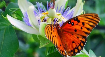 5 plantas que se cuidan solas, se llenan de flores y atraen cientos de mariposas a tu jardín