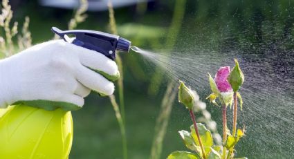 No gastés en fertilizante para tus plantas: prepará estos 2 caseros y sin gastar un peso