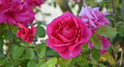 El secreto de los jardineros para tener rosas eternas en tu jardín