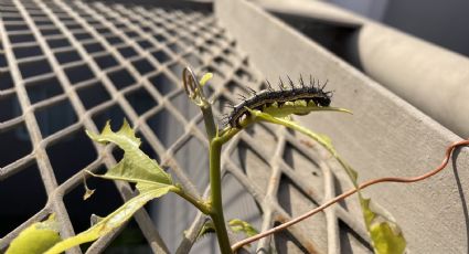 El insecto al que todos le temen en el jardín y que es un potencial riesgo para tus plantas