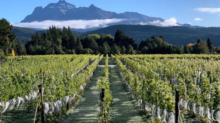 Llega Expo Vinos de la Patagonia con los mejores exponentes