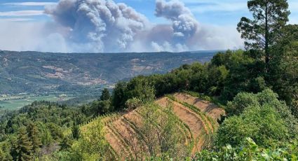 La vitivinicultura del Valle de Napa sufre graves pérdidas