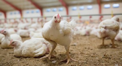 Ahora, por brote de gripe aviar: sacrifican a 25 mil pollos en Dinamarca