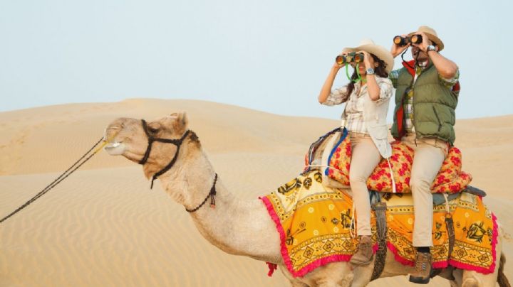 En Egipto, prohibirían los paseos en camellos para el turismo