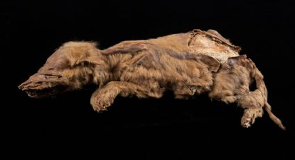 Una cachorra de lobo de la Edad de Hielo hallada intacta: no se alimentaba de lo que se creía