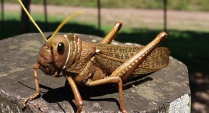 El insecto caníbal que amenaza la flora patagónica