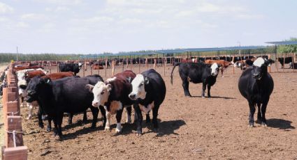 Sequía: murieron más de 200 vacas en Entre Ríos por una intoxicación derivada