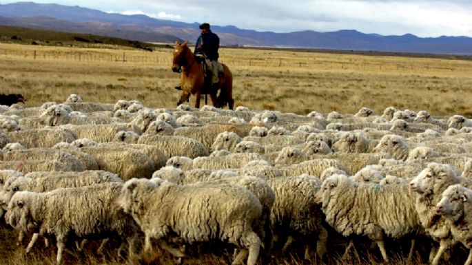 Próximo destino: ¡China! El gobierno asiático aprobó la exportación de carne ovina patagónica