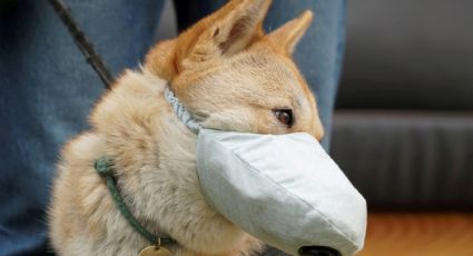 Murió el primer perro contagiado por coronavirus tras haber estado en cuarentena