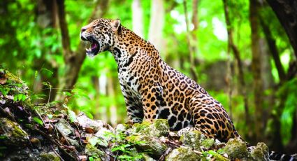 Macabra práctica: obligan a jaguares a nadar encadenados para que los visitantes se saquen fotos