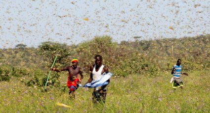 La apocalíptica plaga que azota África y pone en peligro la seguridad alimentaria de 35 millones de personas
