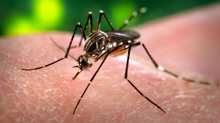 Alerta dengue: aumentan los casos en todo el país