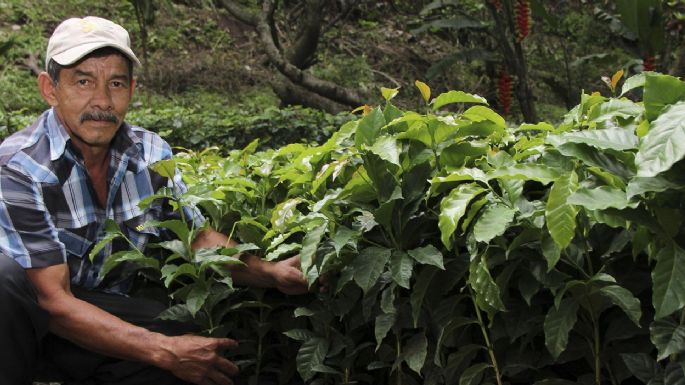 El Ministerio de Agricultura lanza protocolo para viveristas y floricultores