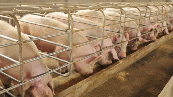 Legislatura: incluyen al sector porcino en el Programa de Incentivo Ganadero