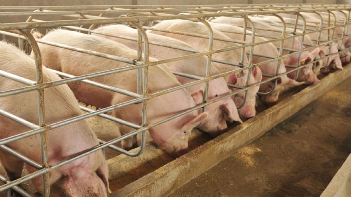Legislatura: incluyen al sector porcino en el Programa de Incentivo Ganadero