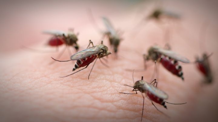 Alto riesgo de dengue en la Ciudad de Buenos Aires: dónde se concentra el mayor foco de contagio