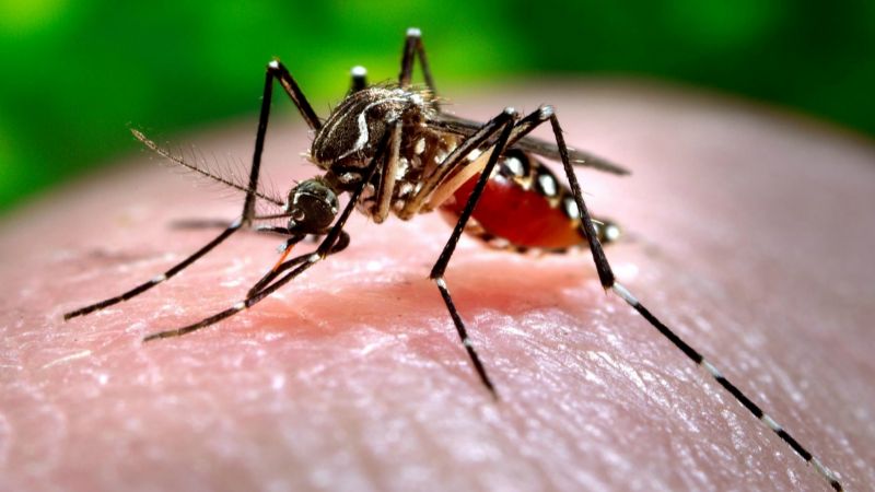 Se registraron más de 32.000 casos de dengue en Argentina en menos de un año