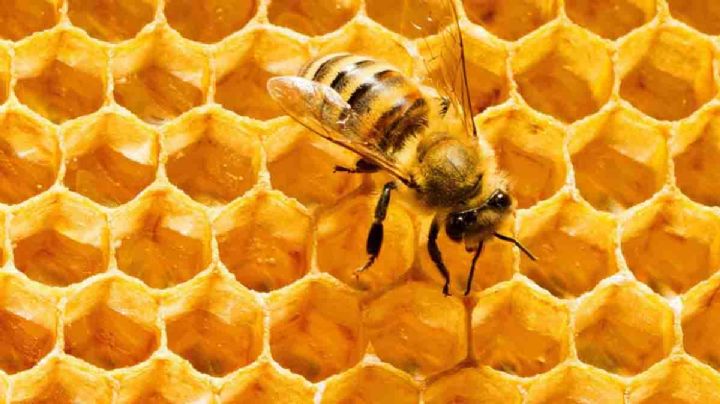 Cursos virtuales sobre la miel y la tarea sustentable de las abejas