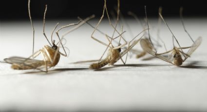 El dengue supera al coronavirus en Argentina: hay más de 38 mil infectados