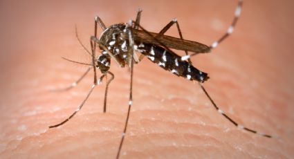 Alarma la llegada del “mosquito tigre” que puede transmitir 22 virus diferentes