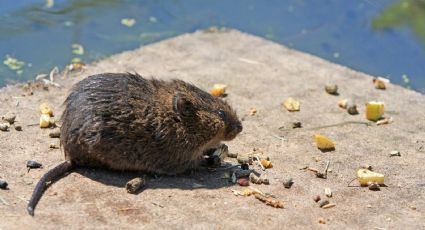 Coronavirus: reportan el hallazgo de ratas hambrientas y agresivas por falta de alimento