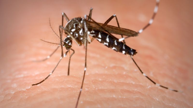Alarma la llegada del “mosquito tigre” que puede transmitir 22 virus diferentes