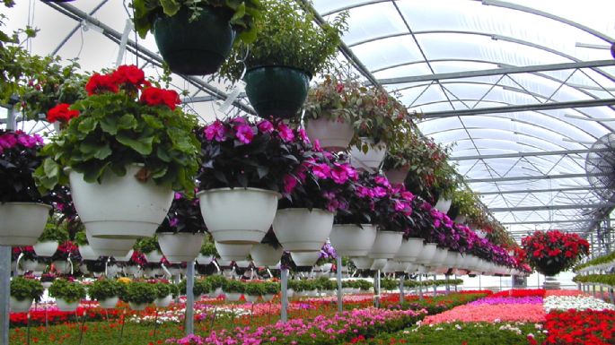 Producir plantas y flores ornamentales en época de cuarentena