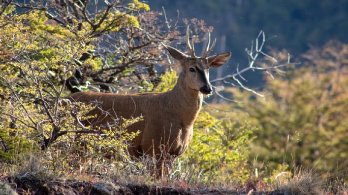 Chubut: se avistó un huemul en el Parque Nacional Los Alerces