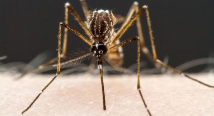 El brote de dengue alcanzó su mayor registro histórico en el país