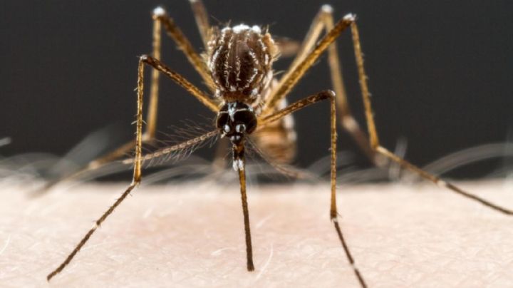 El brote de dengue alcanzó su mayor registro histórico en el país