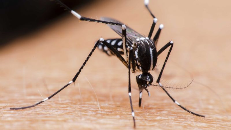 Florida liberará 750 millones de mosquitos modificados genéticamente