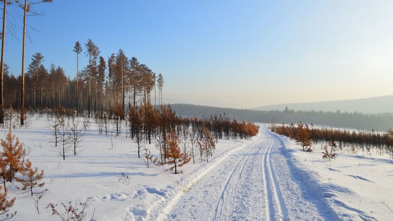 Rusia: sorprendente descubrimiento en una de las regiones más frías del mundo