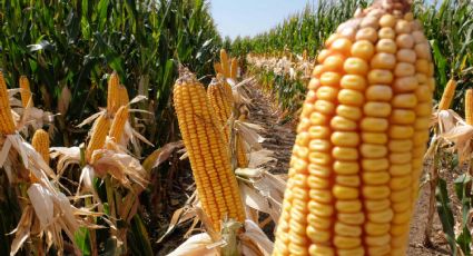 Tensión en el campo: reabren las exportaciones del maíz, pero los productores mantienen el paro