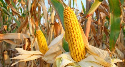 El Gobierno levantó las restricciones a la exportación del maíz: aplicarán otra fórmula