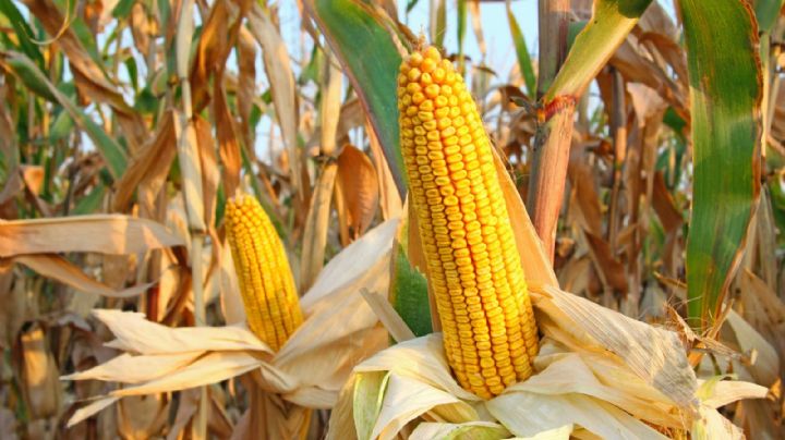 El Gobierno levantó las restricciones a la exportación del maíz: aplicarán otra fórmula