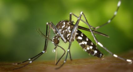 Todavía no pasó la pandemia y ahora podría llegar una “sindemia” por los casos de dengue