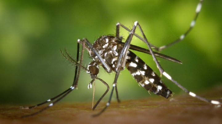 Todavía no pasó la pandemia y ahora podría llegar una “sindemia” por los casos de dengue