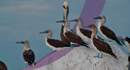 Festival virtual en el paraíso mexicano de las aves migratorias