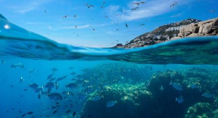 España y Francia unidas para proteger la biodiversidad del Mediterráneo