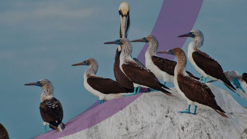 Festival virtual en el paraíso mexicano de las aves migratorias