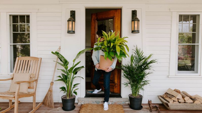 Conocé las plantas de interior que conquistarán el 2021