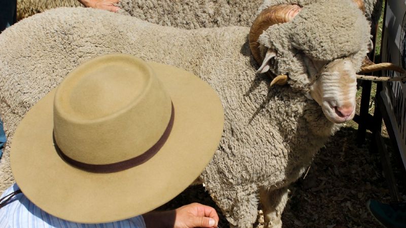 Precio récord para la tercera venta conjunta de lana en Neuquén
