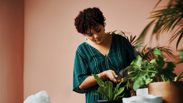 Se riegan con likes: conocé las plantas que no paran de crecer en Instagram